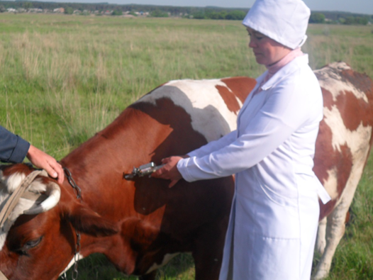 У Бериславському районі триває весняна диспансеризація великої рогатої худоби