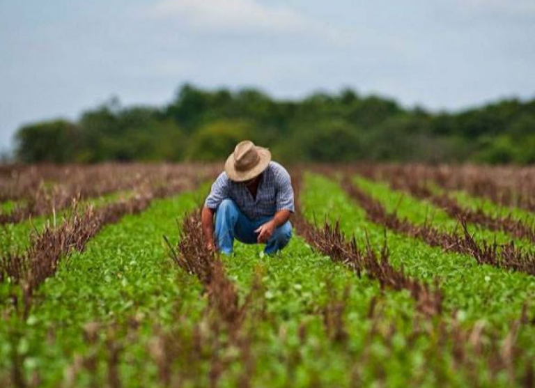 Як не допустити пошкодження посівів