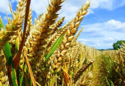 Рекомендації щодо захисту основних сільськогосподарських рослин