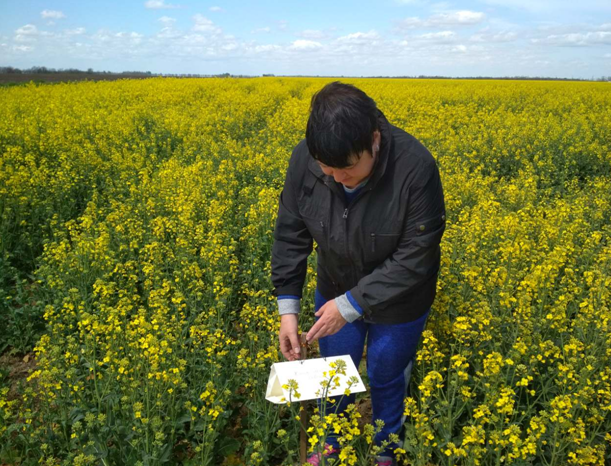 Розпочато обстеження сільгоспкультур за допомогою феромонних пасток