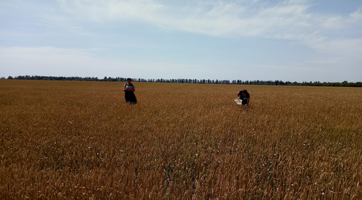 У Скадовському районі триває моніторинг фітосанітарного стану посівів