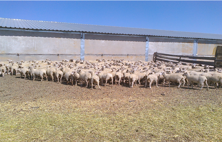 Готуємо овець до переміщення – в Генічеському районі проведено інспектування вівцеферми