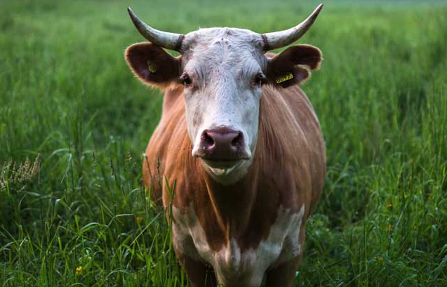 Гіподерматоз   