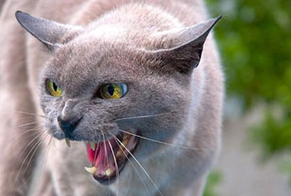 Випадок сказу в Бериславському районі   