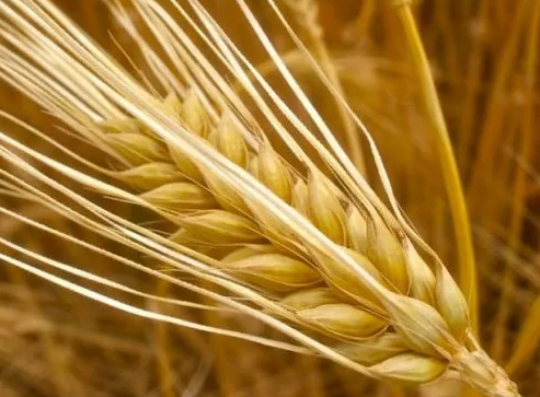 До уваги осіб, які планують експорт ячменю до Китайської Народної Республіки