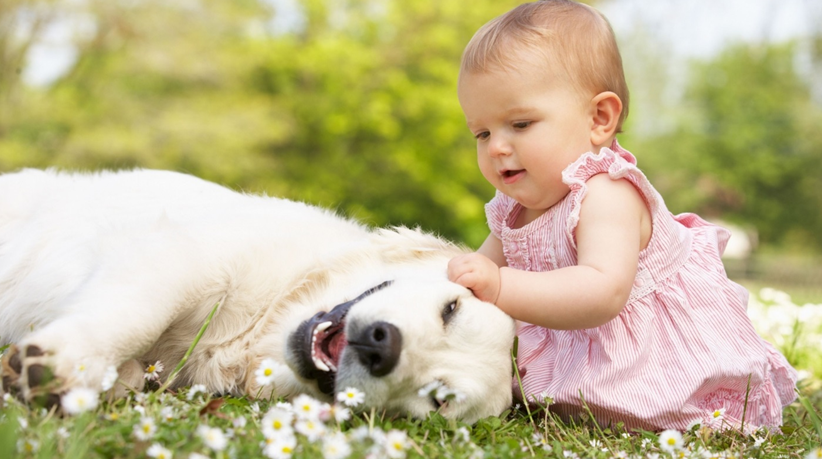 Каністерапія