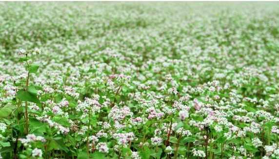 Вимоги до вирощування зернових культур