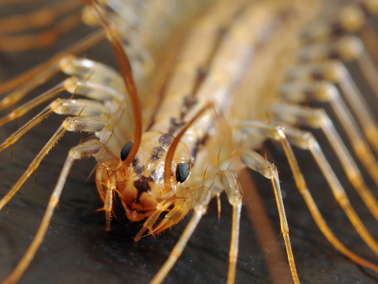 Небезпечні комахи