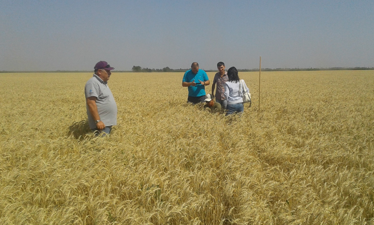 Ознайомлення з методикою проведення апробації насінницьких посівів