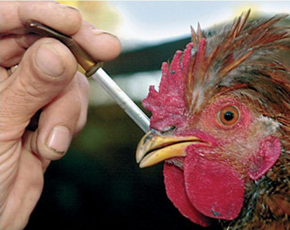 Хвороба Ньюкасла