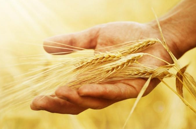 Встановлені норми природних втрат зерна при його зберіганні на складах