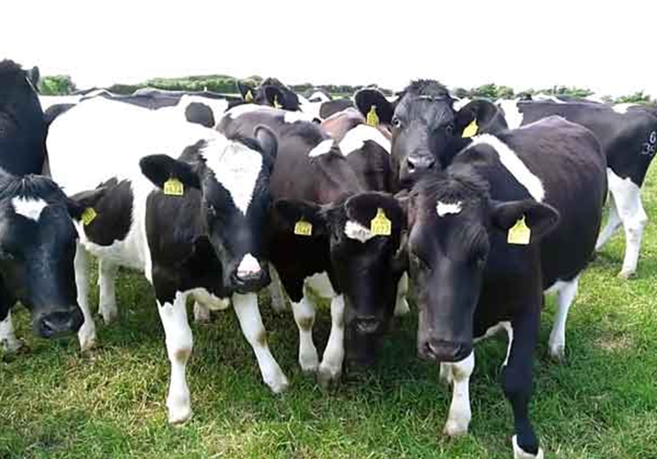 Травматичний ретикуліт