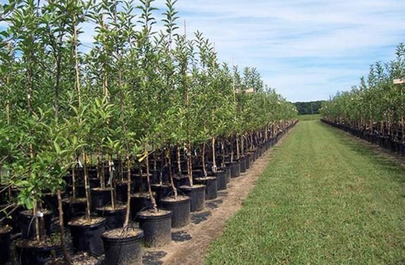 Про необхідність використання сертифікованого садивного матеріалу