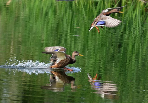 Щоб полювалось на безпечних мисливських угіддях