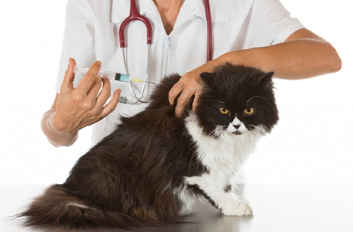 Боротьба зі сказом – спільна справа