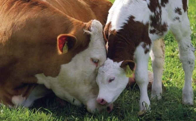 Профілактика лейкозу великої рогатої худоби