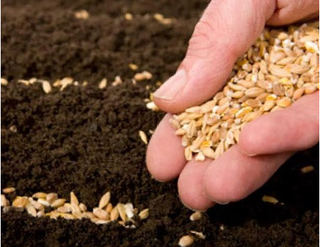 Секрети купівлі якісного насіння та садивного матеріалу