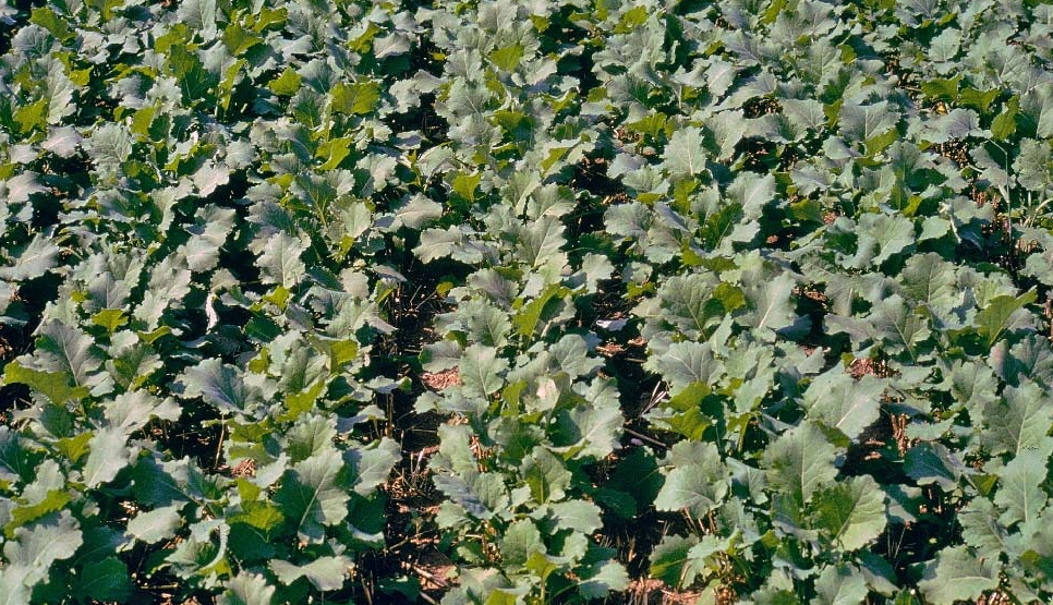 Рекомендації із захисту посівів озимого ріпаку восени 2019 року