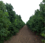 Фруктове розмаїття в Генічеському районі