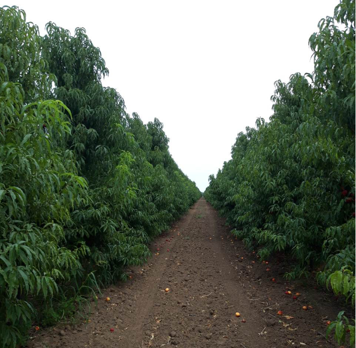 Фруктове розмаїття в Генічеському районі