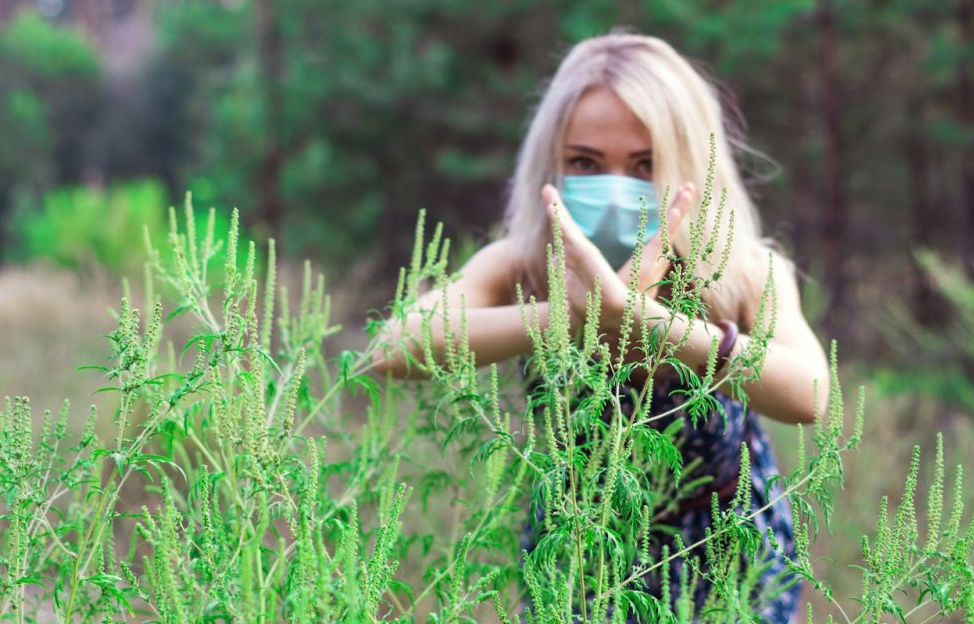 Амброзія полинолиста – ворог не тільки врожаю, але і здоров’ю людини