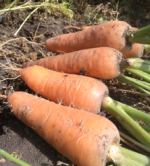 Моніторинг харчових продуктів рослинного походження