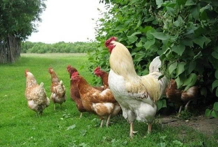 Небезпечні хвороби птиці   