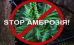 Про заходи боротьби з карантинним бур’яном – амброзією полинолистою на території Горностаївського району