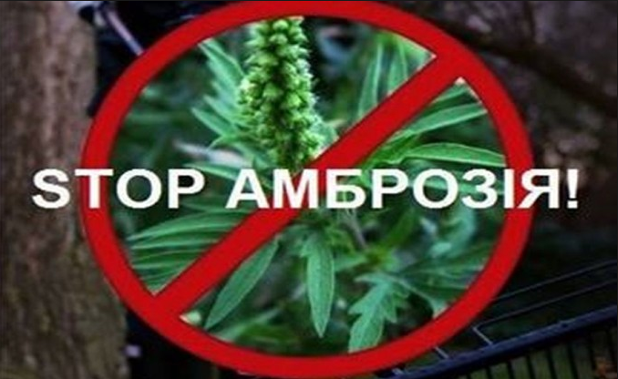 Про заходи боротьби з карантинним бур’яном – амброзією полинолистою на території Горностаївського району