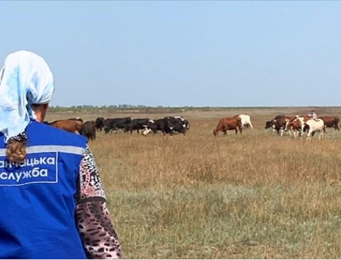 Щодо загибелі корів на території Каланчацького району