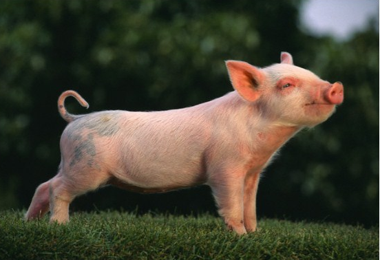 Знято карантинні обмеження в неблагополучному по хворобі Ауєскі свиней господарстві ТОВ “Світанок” Новотроїцького району