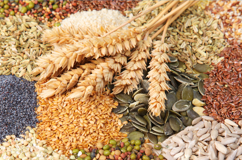 Сільськогосподарські культури. Що краще обрати: сорт чи гибрид?