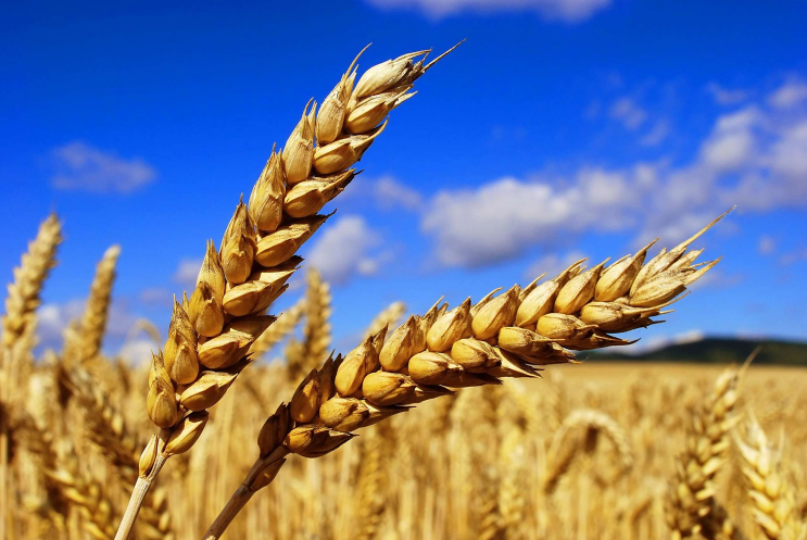 Сорт –  як важливий фактор збільшення виробництва рослинницької продукції