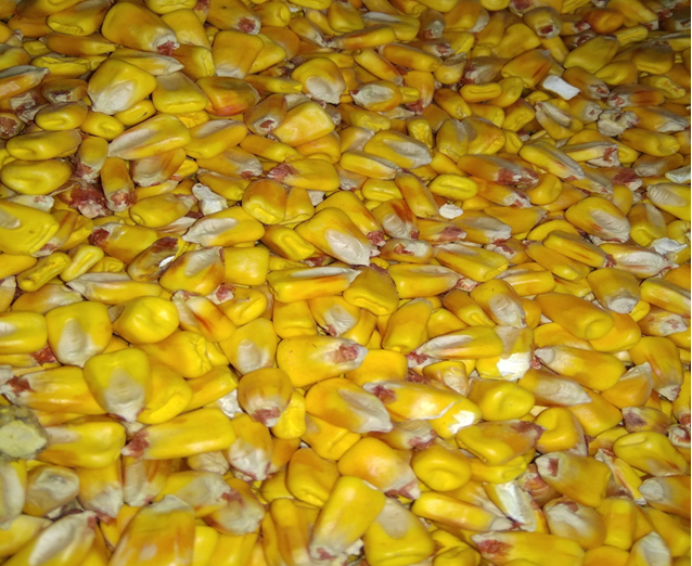 У Генічеському районі триває відбір зразків сільгоспкультур   в рамках державного моніторингу харчових продуктів рослинного походження