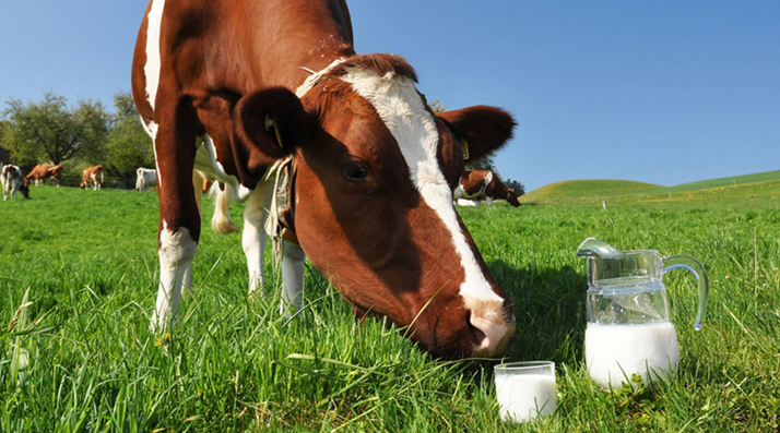 У Генічеському районі стартувала осіння диспансеризація великої рогатої худоби