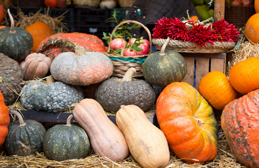 Нішеві культури: гарбуз