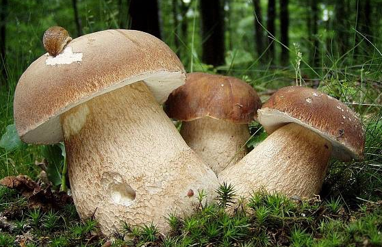 Профілактика отруєння грибами