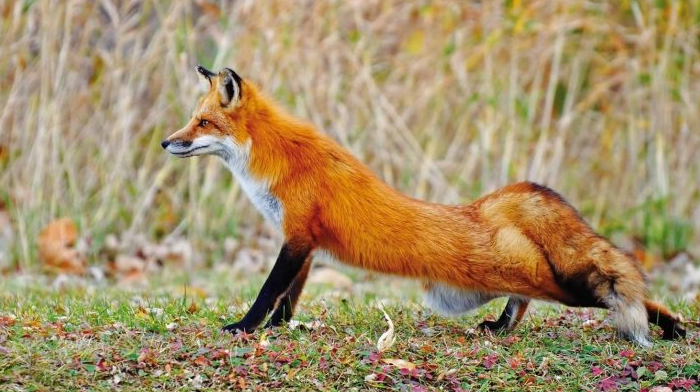 В Україні розпочалася осіння кампанія з імунізації диких м’ясоїдних тварин проти сказу за допомогою авіатранспорту