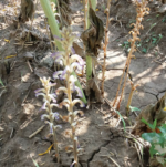 Заразиха соняшника