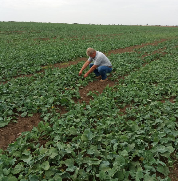 Технологія вирощування озимого ріпаку