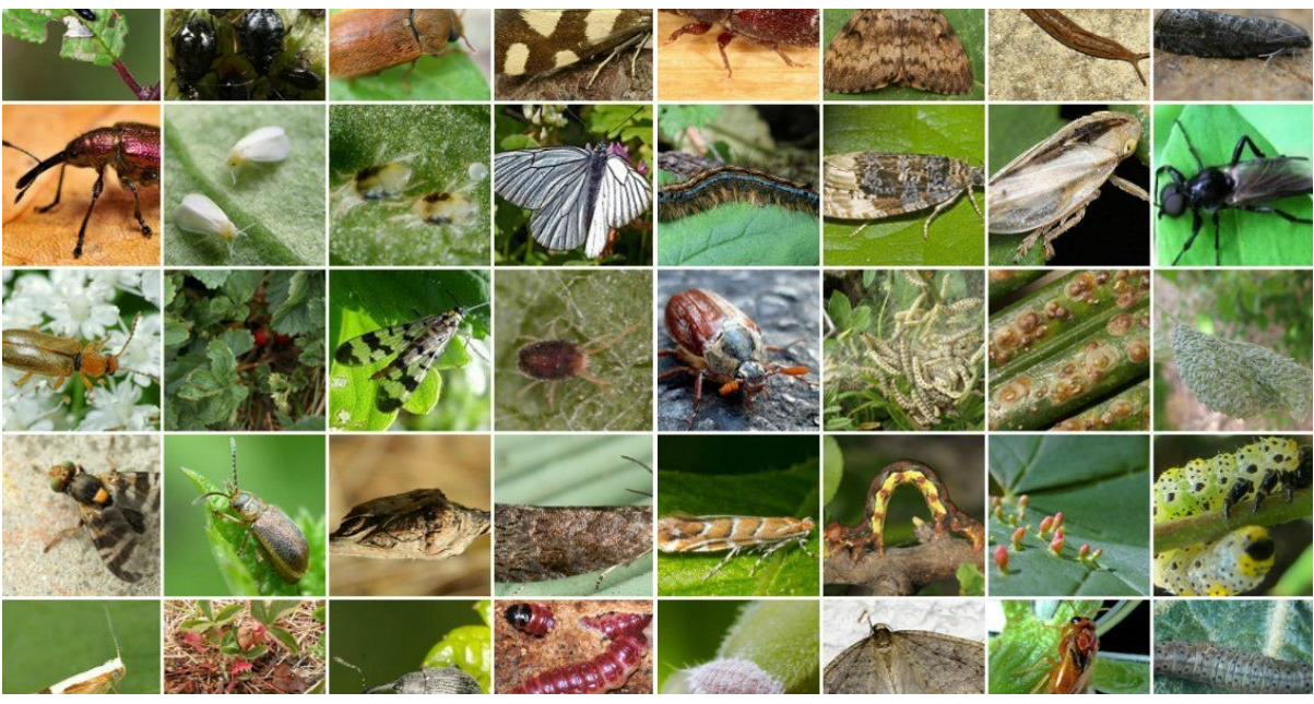 Оновлено Перелік регульованих шкідливих організмів