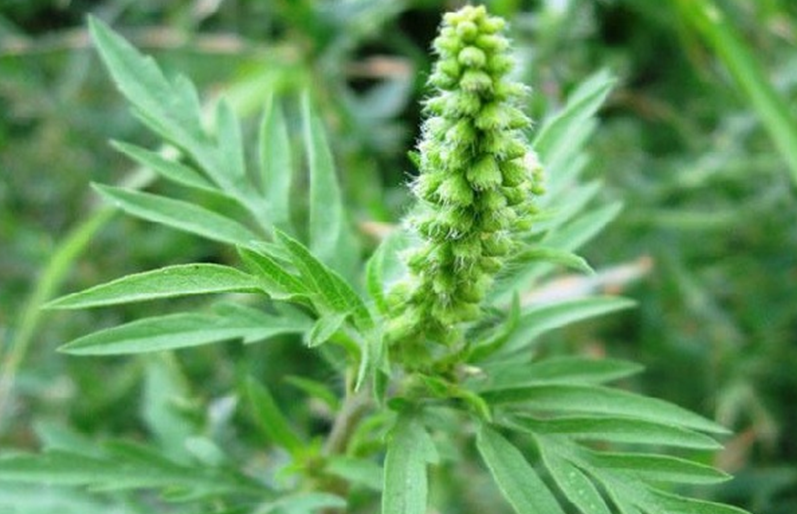 Алергія на амброзію