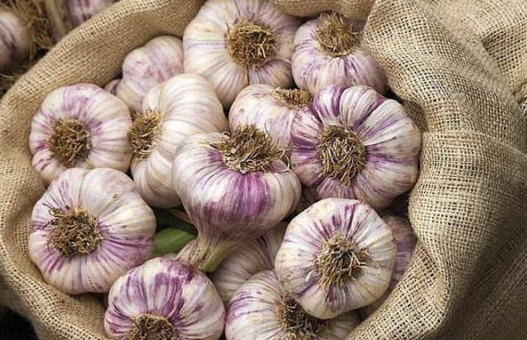 Нішеві культури: часник