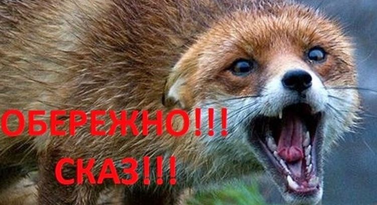 Що необхідно знати про сказ