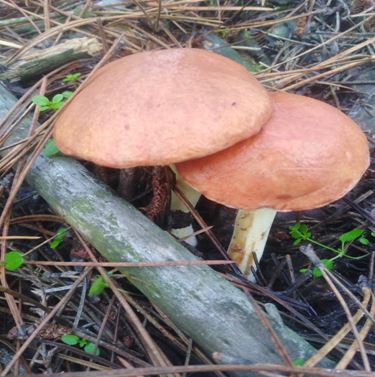 Сезон грибів: як уникнути отруєння