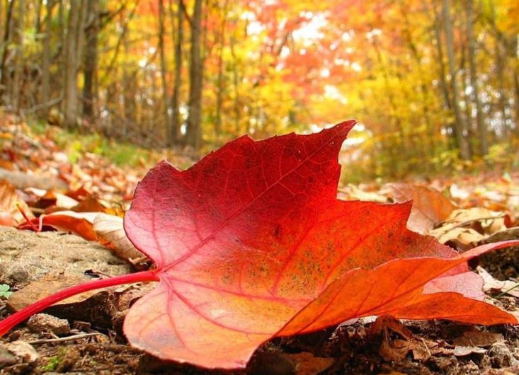 Як позбутися опалого листя