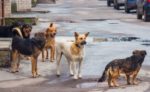 Регулювання кількості безпритульних тварин в населених пунктах Горностаївського району