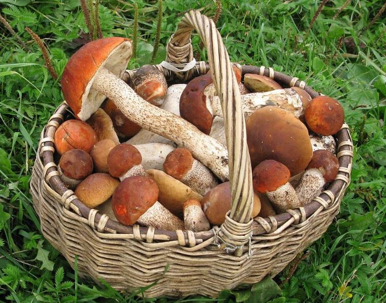 Сезон грибів: як уникнути отруєння