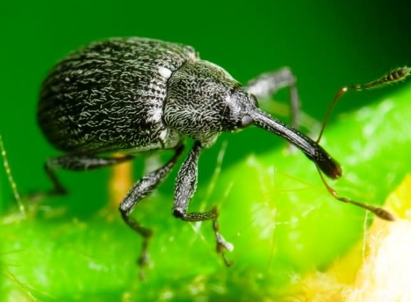 Суничні квіткоїд  та брунькоїд