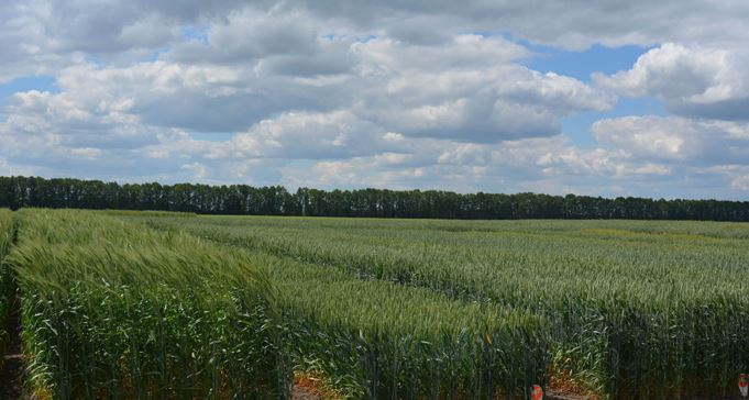 Вчимося розуміти терміни насінництва: сорт